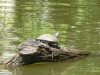 Amazonie-péruvienne-lac-Sandoval-4